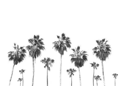 Palms Black and White