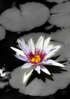 White lotus meditating