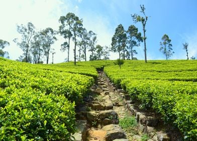 Green tea plantations