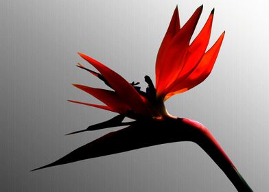 Red Bird Of Paradise Poster Print By Art Shack Displate