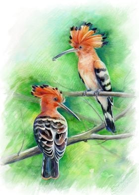 Watercolor hoopoe