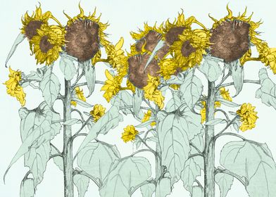The Sunflower Brigade