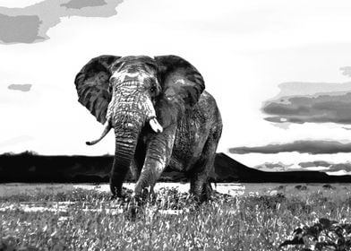 Black and white Elephant