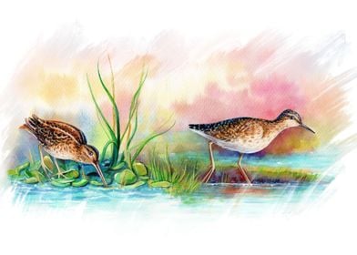 Watercolor Water bird