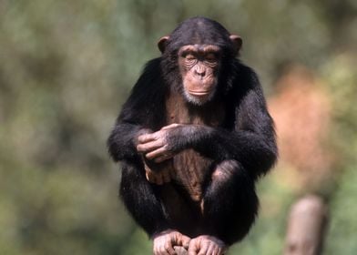 Chimpanzee Pan troglodyte