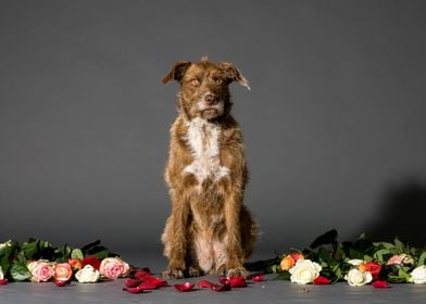 Dog with flowers