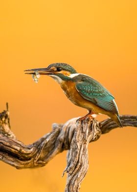 Common Kingfisher Alcedo 