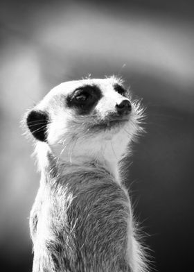 Meerkat