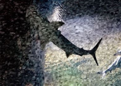 Shark in the dark