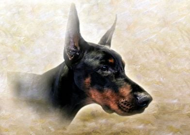 Beautiful Doberman