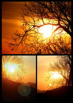 dry tree and sun