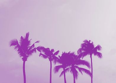 Purple palm silhouette