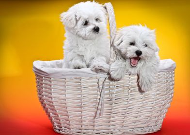 Two cute white puppies 