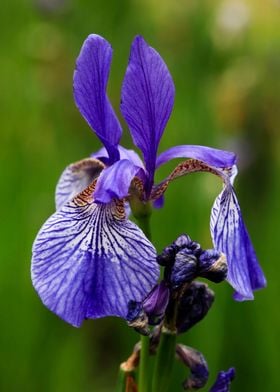 Blooming Purple Iris