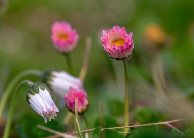 Beautiful Spring Flowers