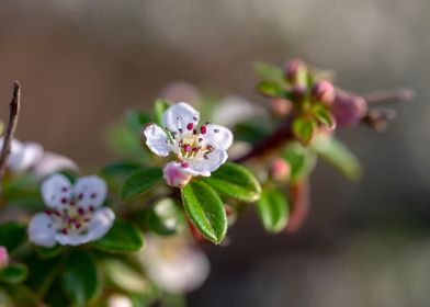 Beautiful Spring Flowers