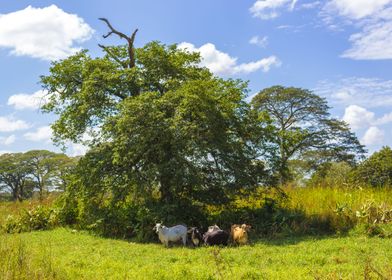 cows in venezuela