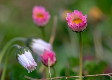 Beautiful Spring Flowers 