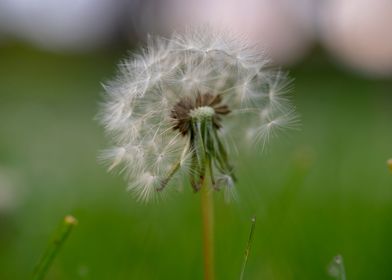 Beautiful Spring Flowers 