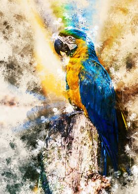Parrots colorful
