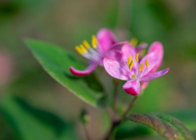 Beautiful Spring Flowers 