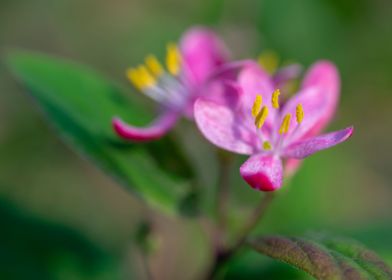 Beautiful Spring Flowers 