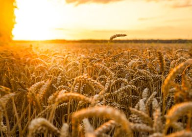 Wheat field at sunset