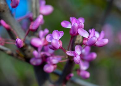 Beautiful Spring Flowers