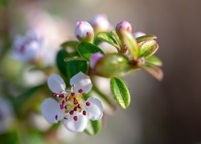 Beautiful Spring Flowers 