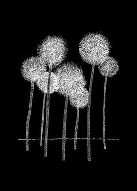 Dandelions