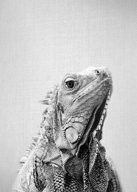 Iguana BW