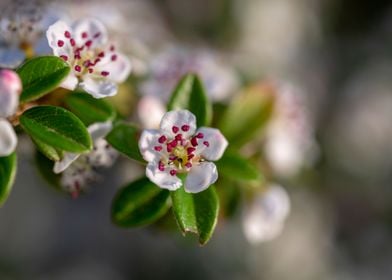 Beautiful Spring Flowers 