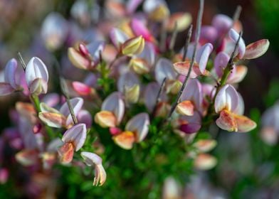 Beautiful Spring Flowers 