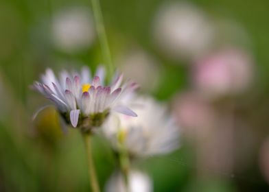 Beautiful Spring Flowers