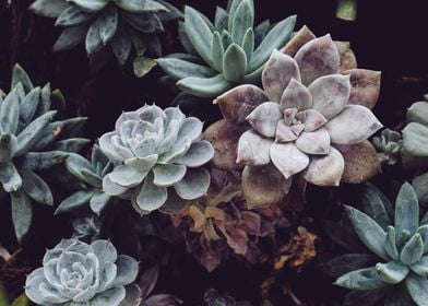 Flower Pastel color Photo