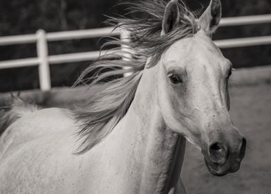 A White Horse