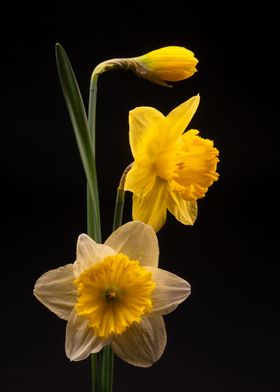 Daffodils