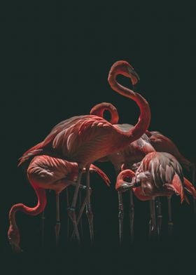Flamingo Art Photography