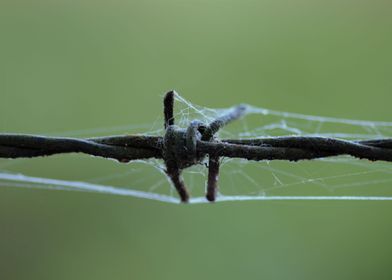 Web on a wire