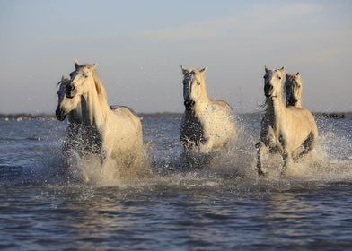 A White Horses Running