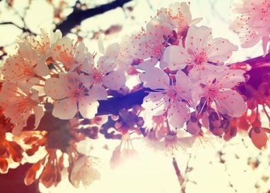 Cherry flowers blooming