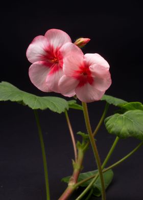 Geranium