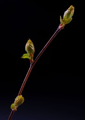 Spirea Buds 2019