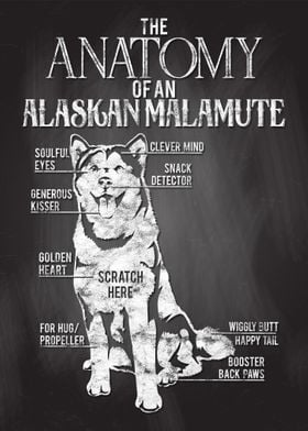 Alaskan Malamute Anatomy