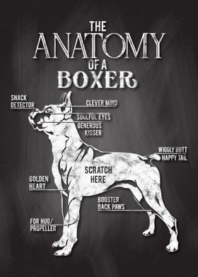 Boxer Anatomy DogLover