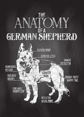 German Shepherd Anatomy