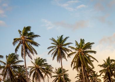 Palms in the Clouds