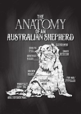 Australian Sheperd Anatomy