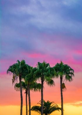 Sunset Palm Trees