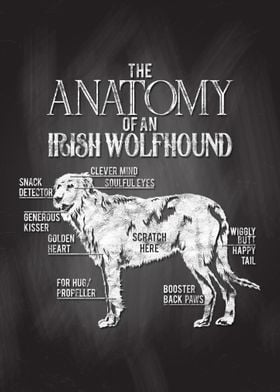 Irish Wolfhound Anatomy